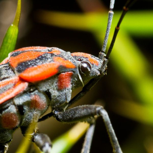 4 Common Pests That Are Harming Your Lawn - BugPro Inc.